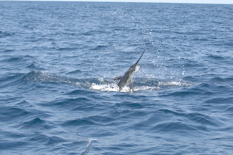 white-marlin104.jpg