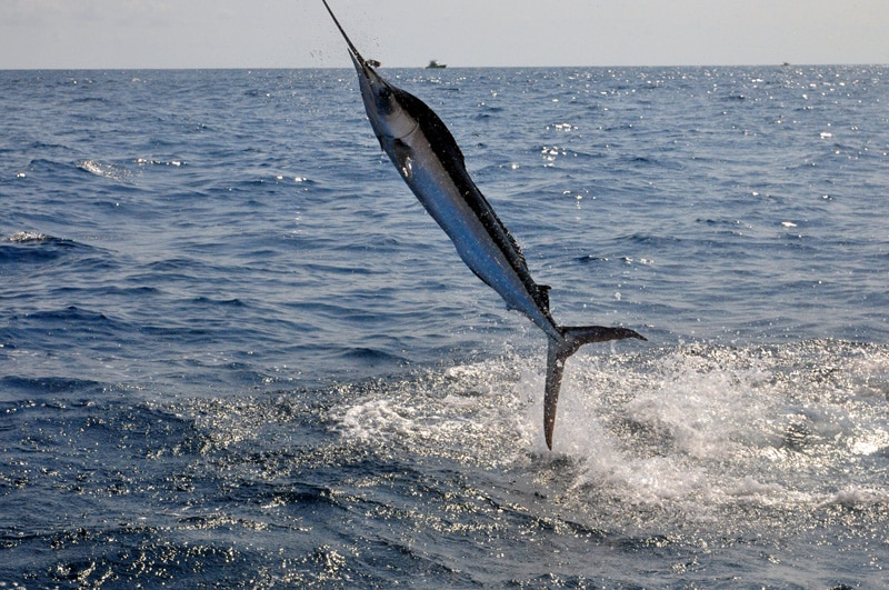 white-marlin109.jpg