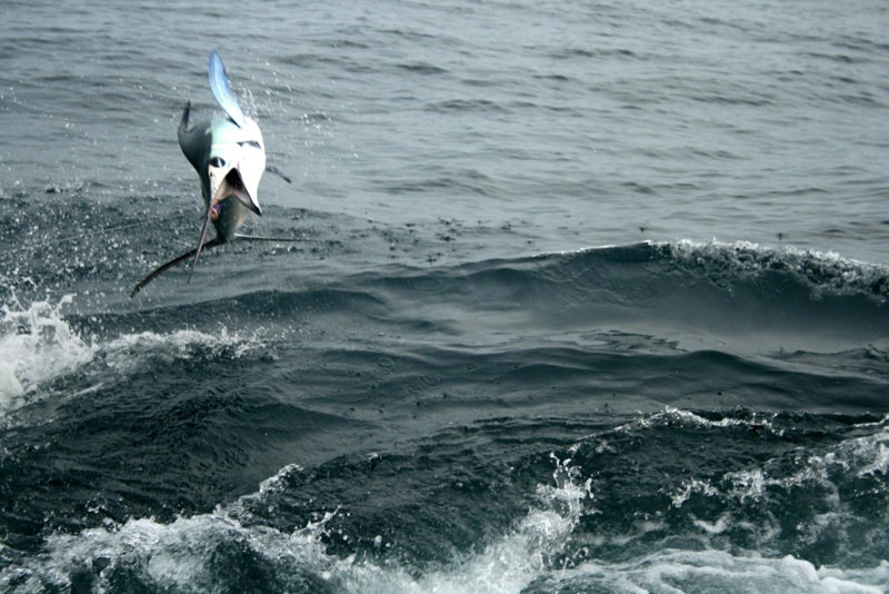 white-marlin110.jpg