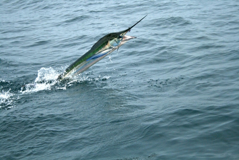 white-marlin111.jpg