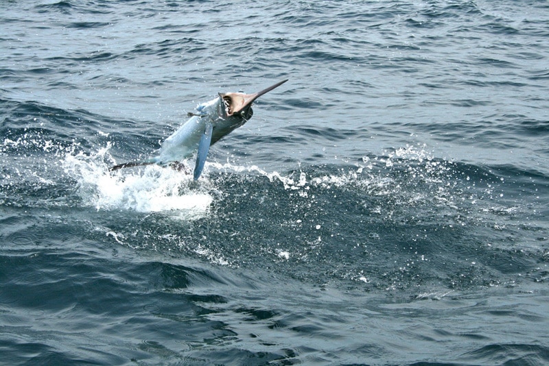 white-marlin112.jpg