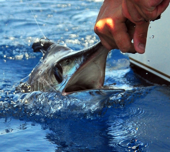 white-marlin113.jpg