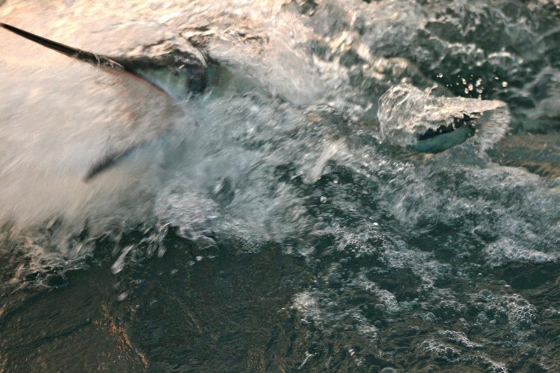 white-marlin114.jpg
