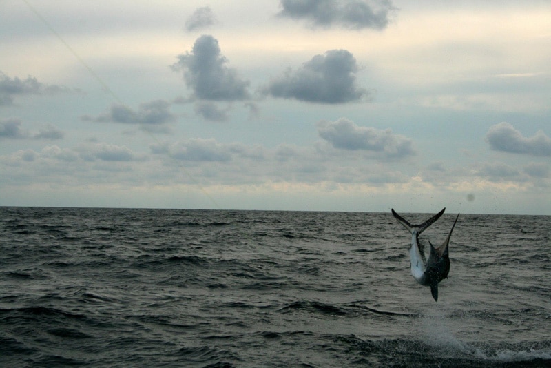 white-marlin115.jpg