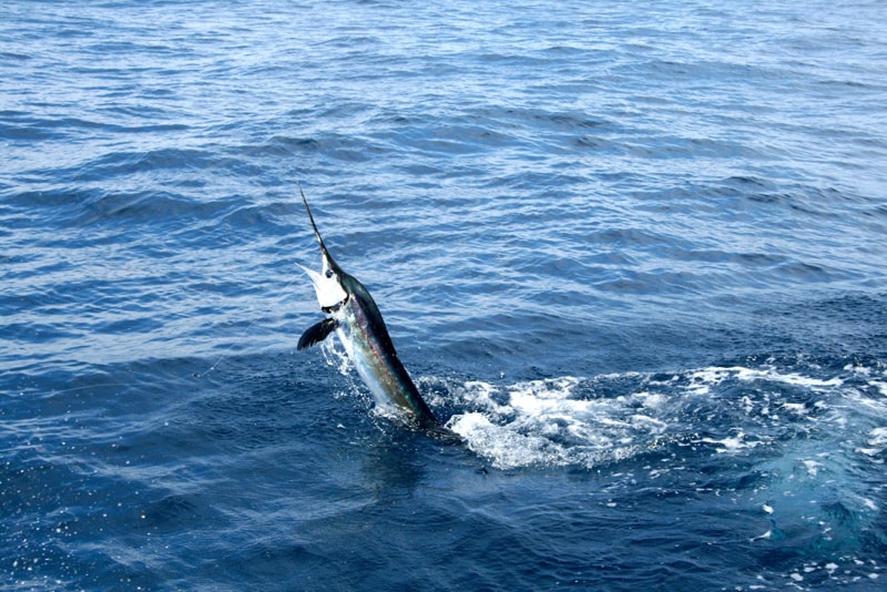 white-marlin116.jpg
