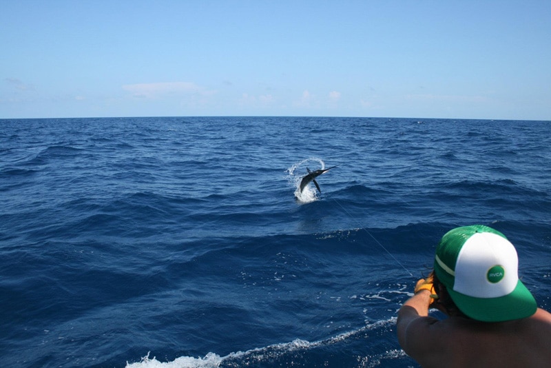white-marlin118.jpg