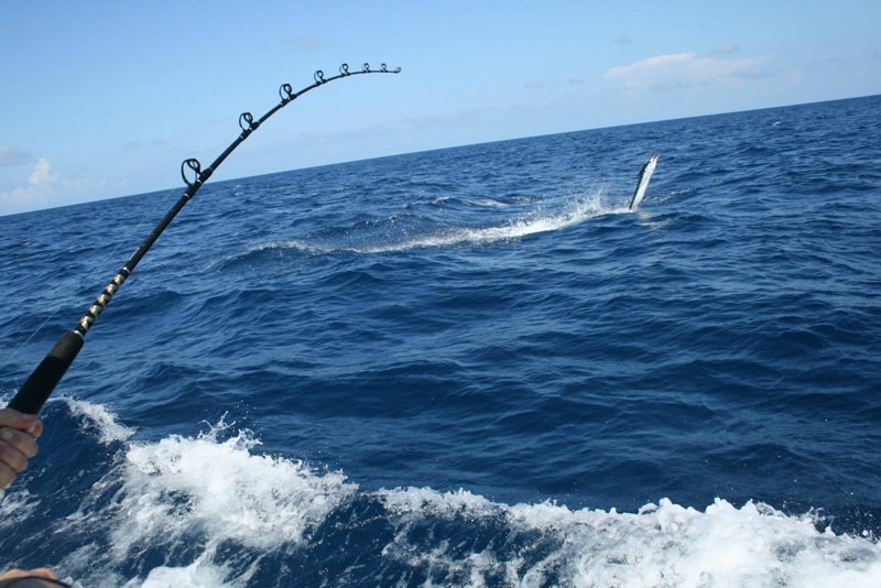 white-marlin119.jpg