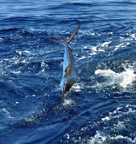 white-marlin120.jpg