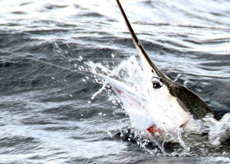 white-marlin125.jpg