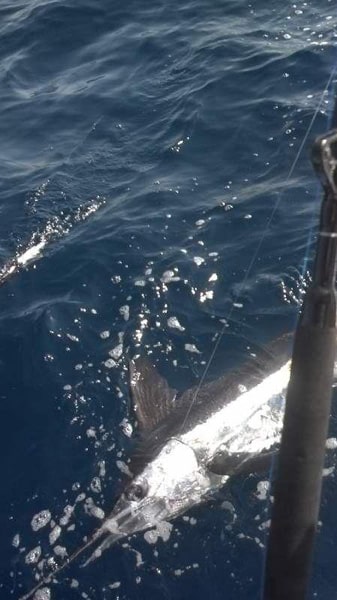 white-marlin127.jpg