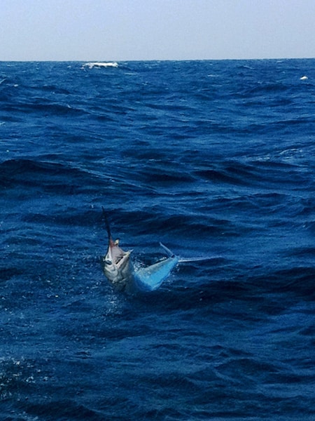 white-marlin133.jpg