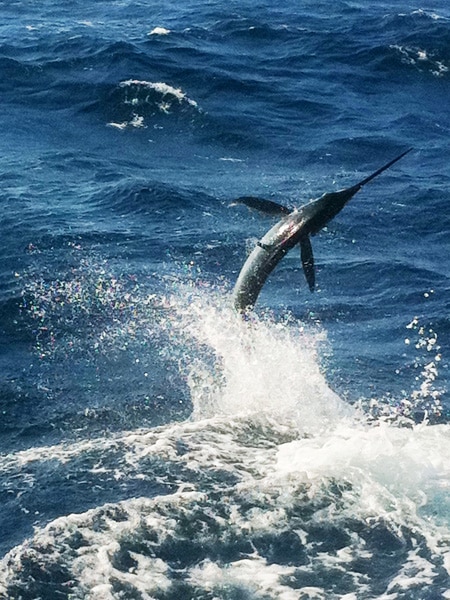 white-marlin135.jpg