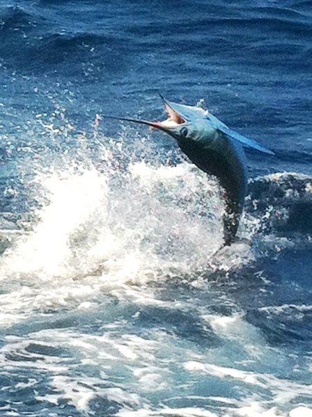 white-marlin136.jpg