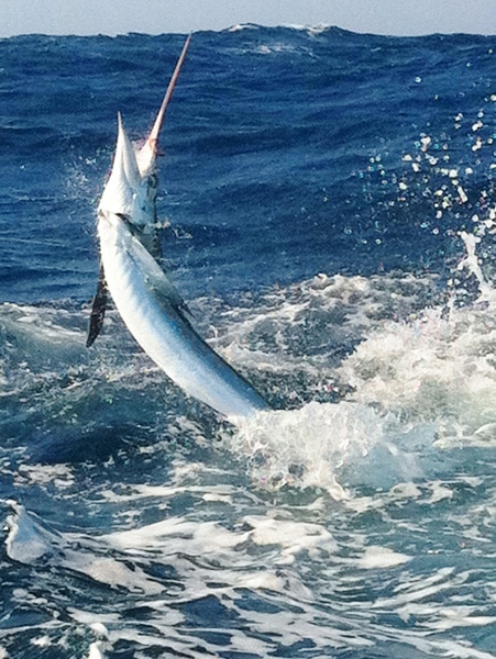 white-marlin137.jpg