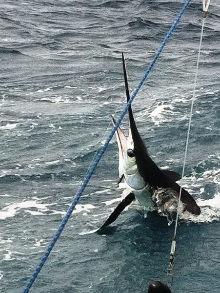 white-marlin138.jpg