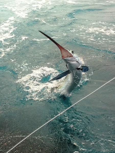 white-marlin139.jpg