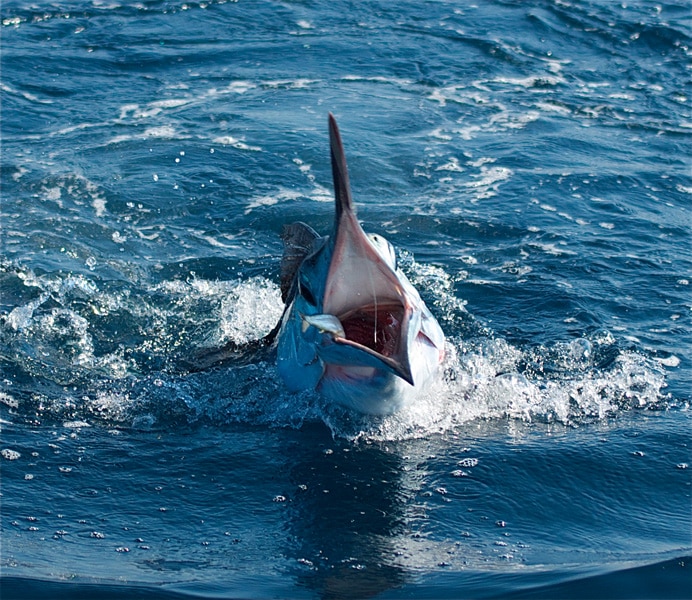 white-marlin142.jpg