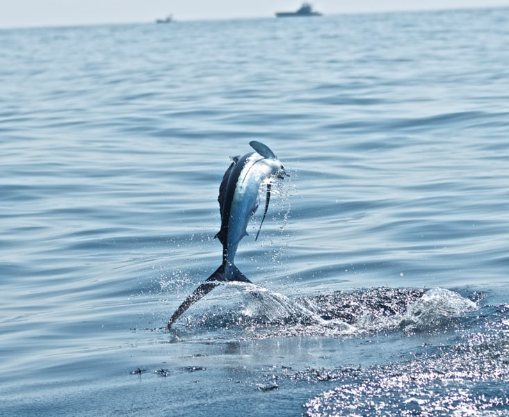 white-marlin143.jpg