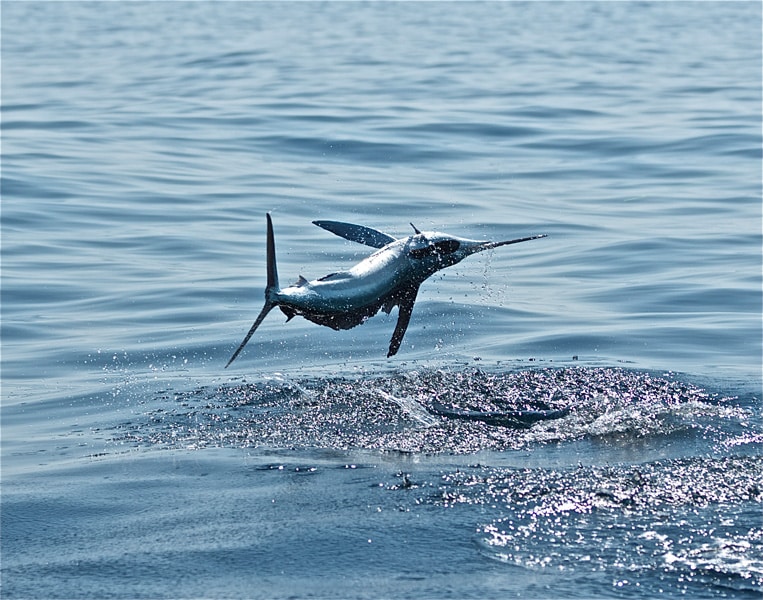 white-marlin144.jpg
