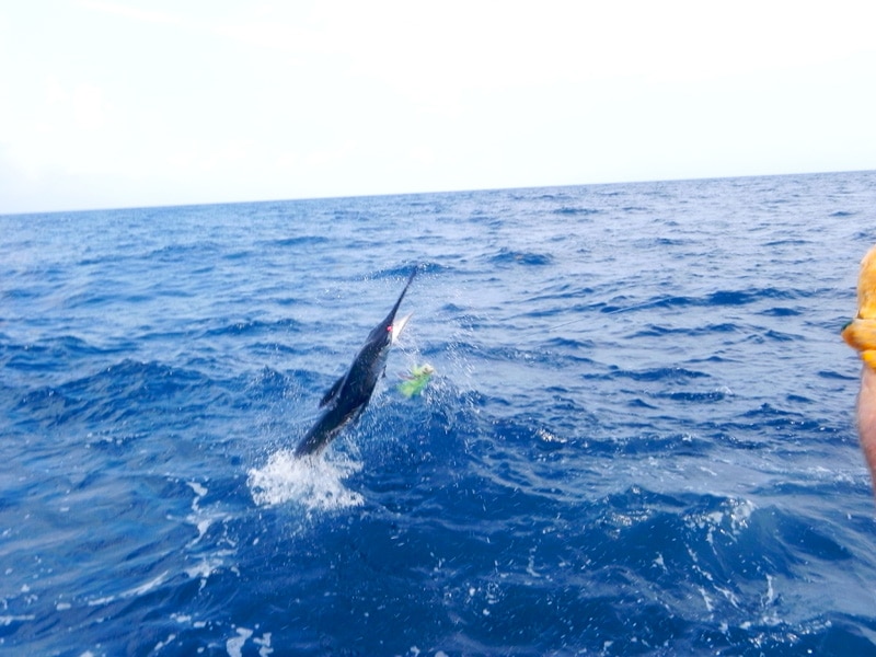 white-marlin146.jpg