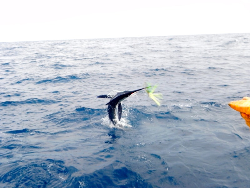 white-marlin147.jpg