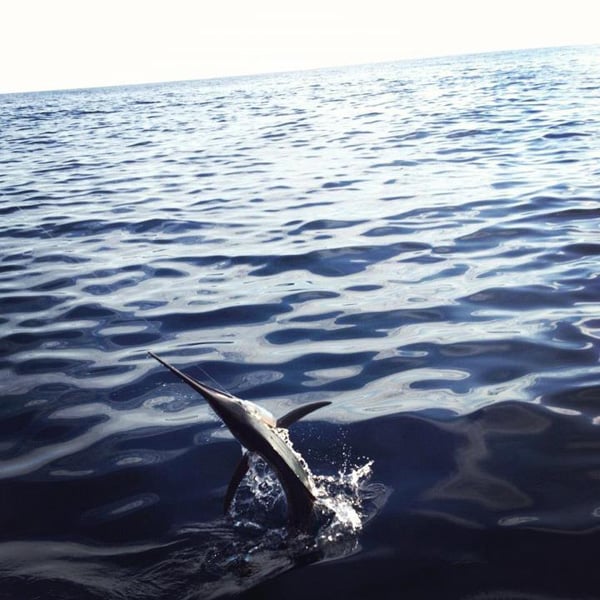 white-marlin148.jpg