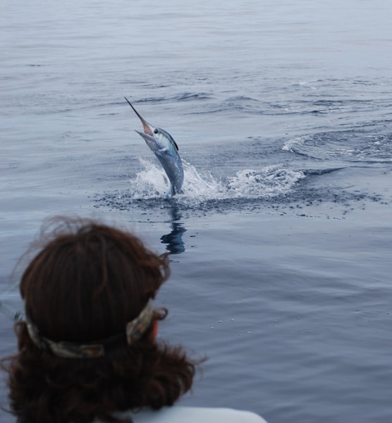 white-marlin150.jpg