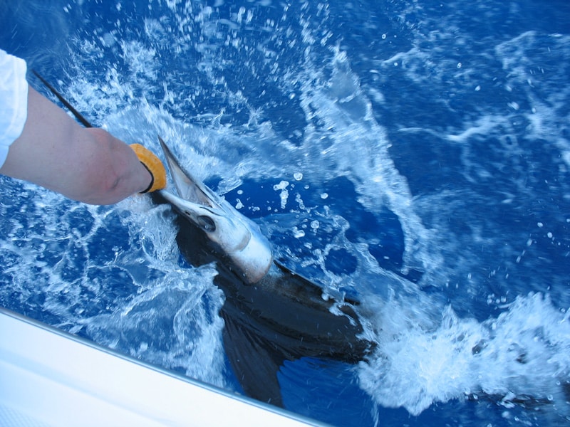 white-marlin151.jpg