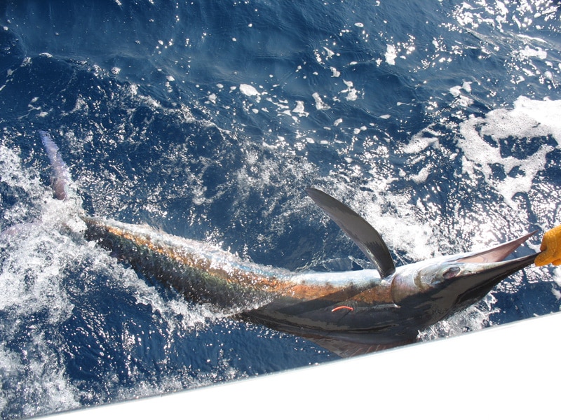 white-marlin153.jpg