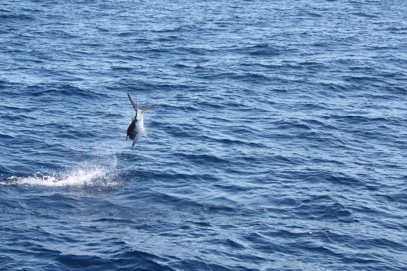 white-marlin154.jpg