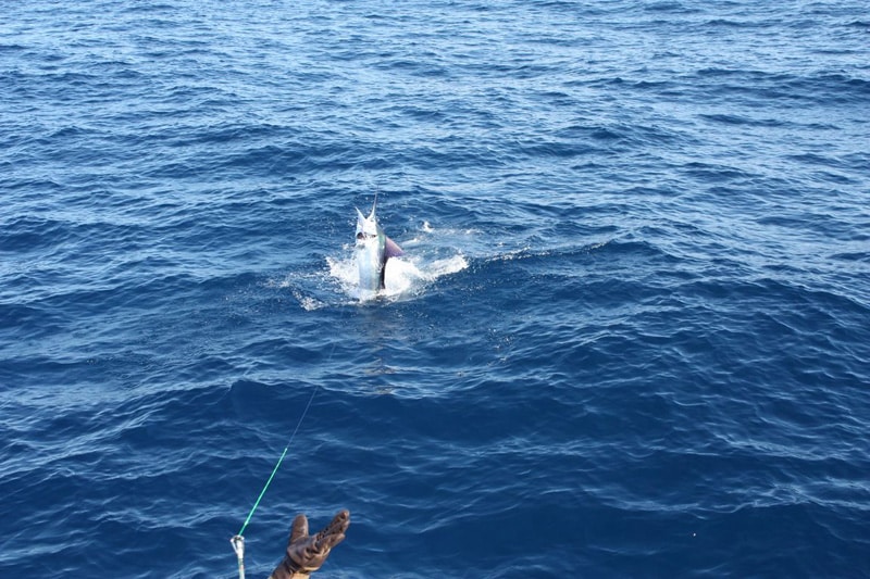 white-marlin155.jpg