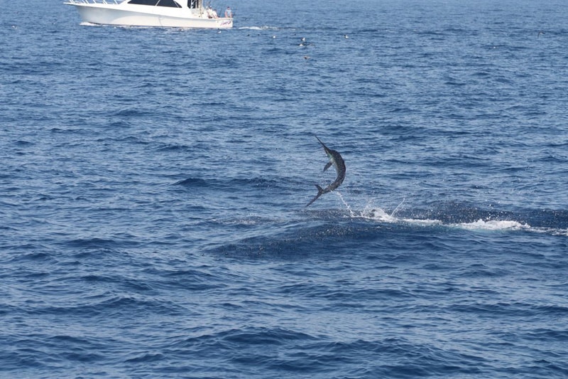 white-marlin156.jpg