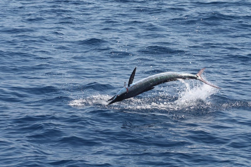 white-marlin157.jpg