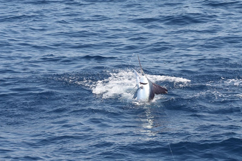white-marlin158.jpg