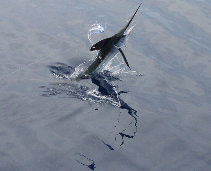 white-marlin160.jpg