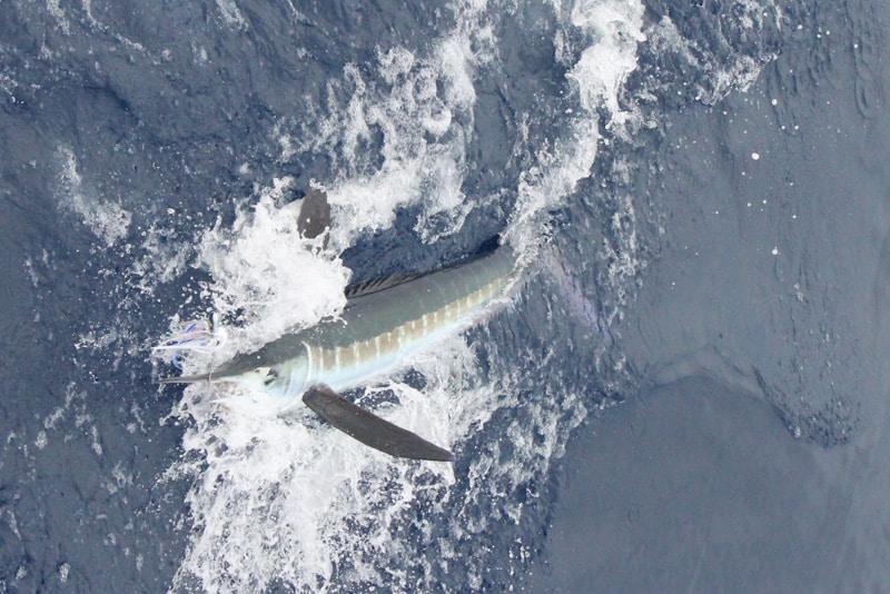 white-marlin161.jpg