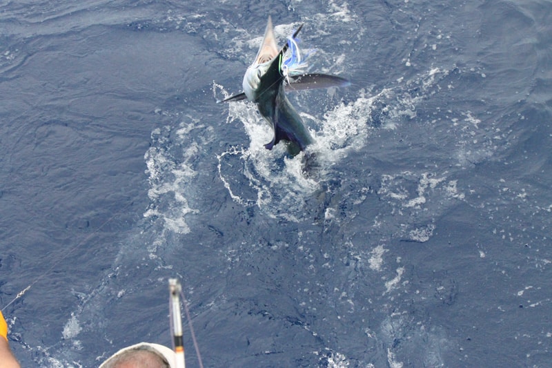 white-marlin163.jpg