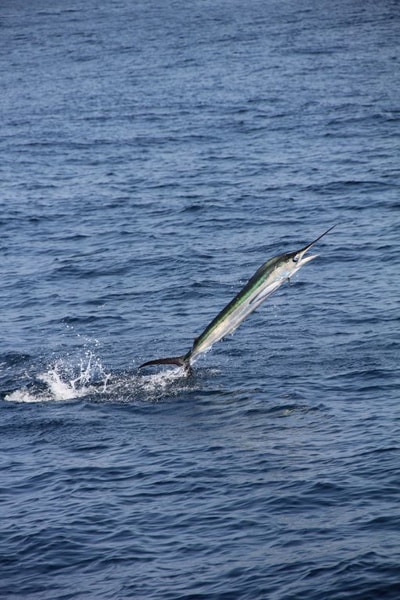 white-marlin165.jpg