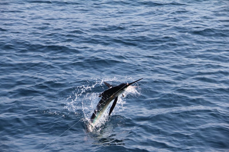 white-marlin166.jpg