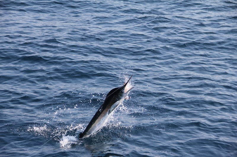 white-marlin167.jpg