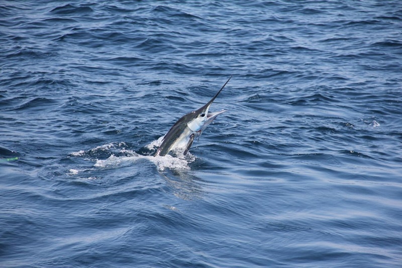 white-marlin168.jpg