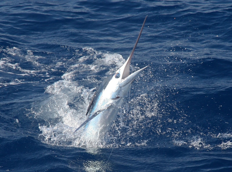 white-marlin169.jpg