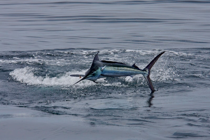 white-marlin171.jpg