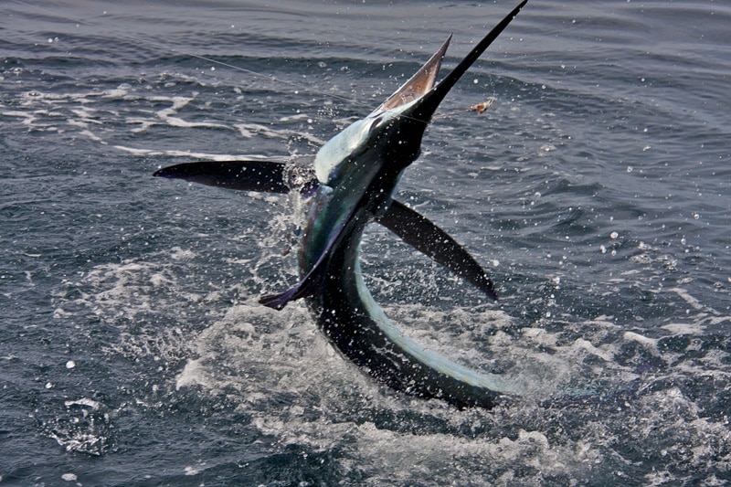 white-marlin172.jpg
