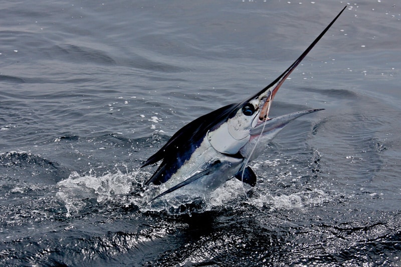 white-marlin174.jpg