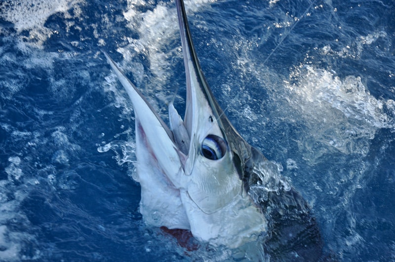 white-marlin178.jpg