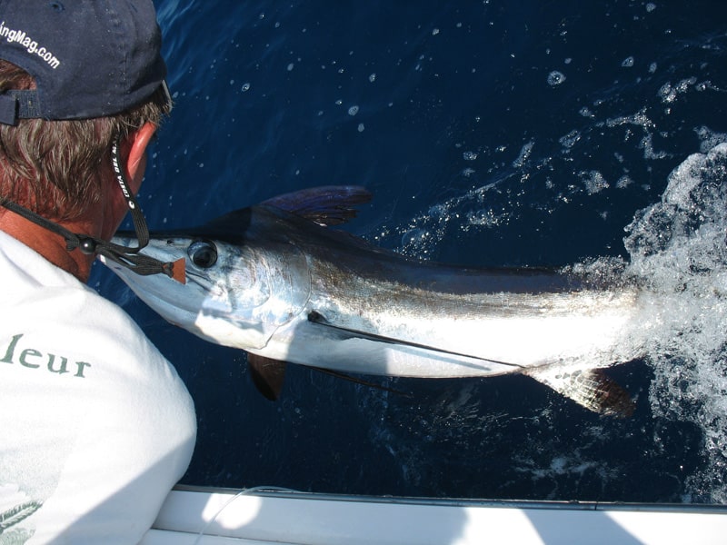 white-marlin180.jpg