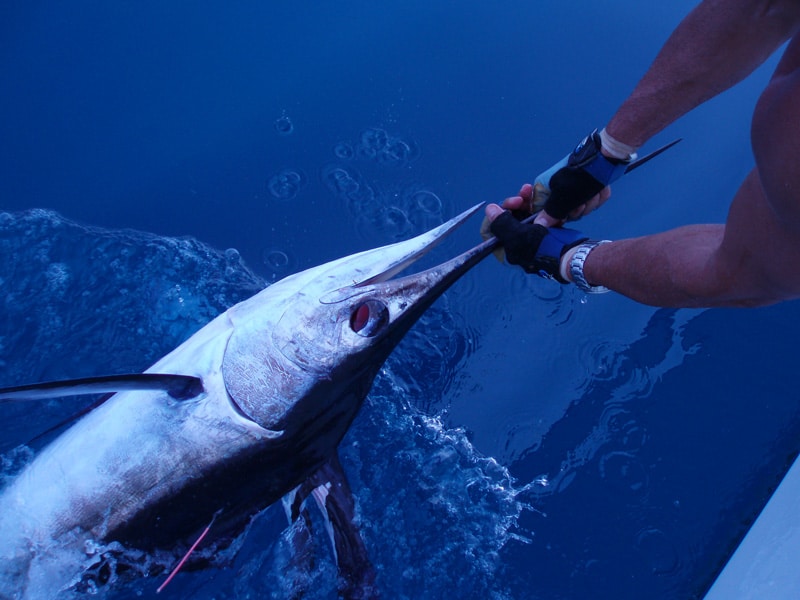 white-marlin182.jpg