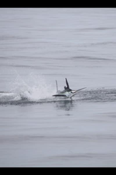 white-marlin183.jpg