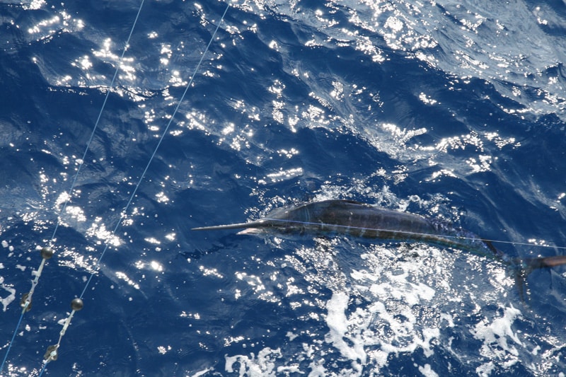 white-marlin186.jpg